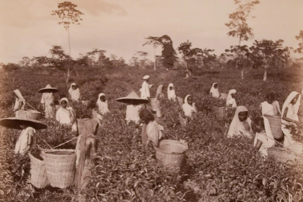 Lavoratori in una piantagione di tè durante la colonizzazione britannica