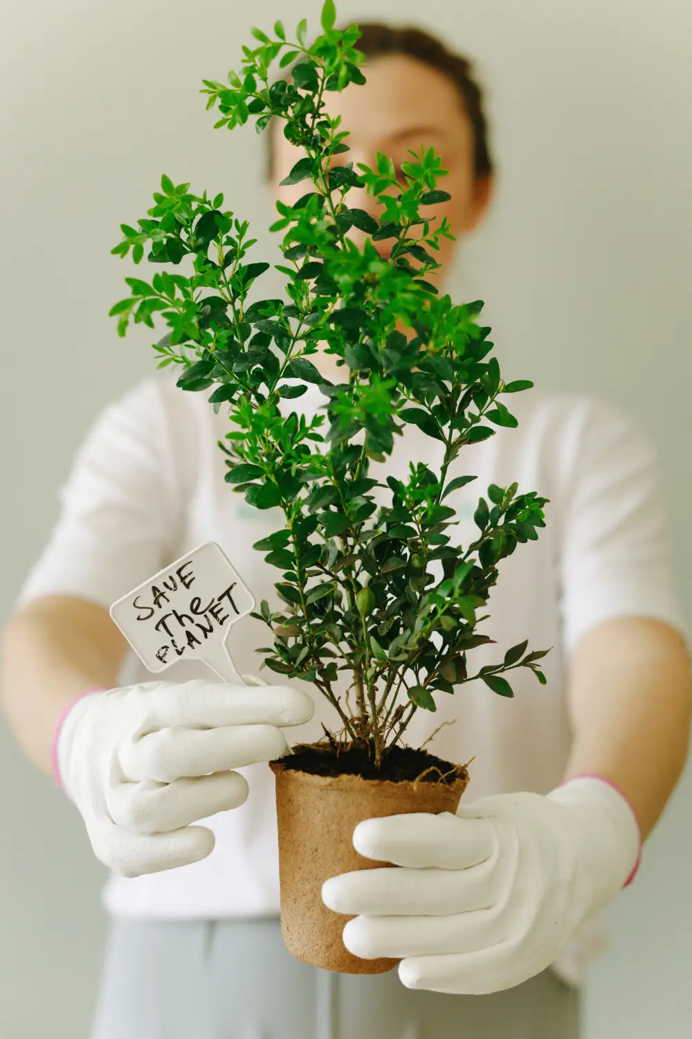 Persona con guanti bianchi che sostiene una giovane pianta di tè in un vasetto