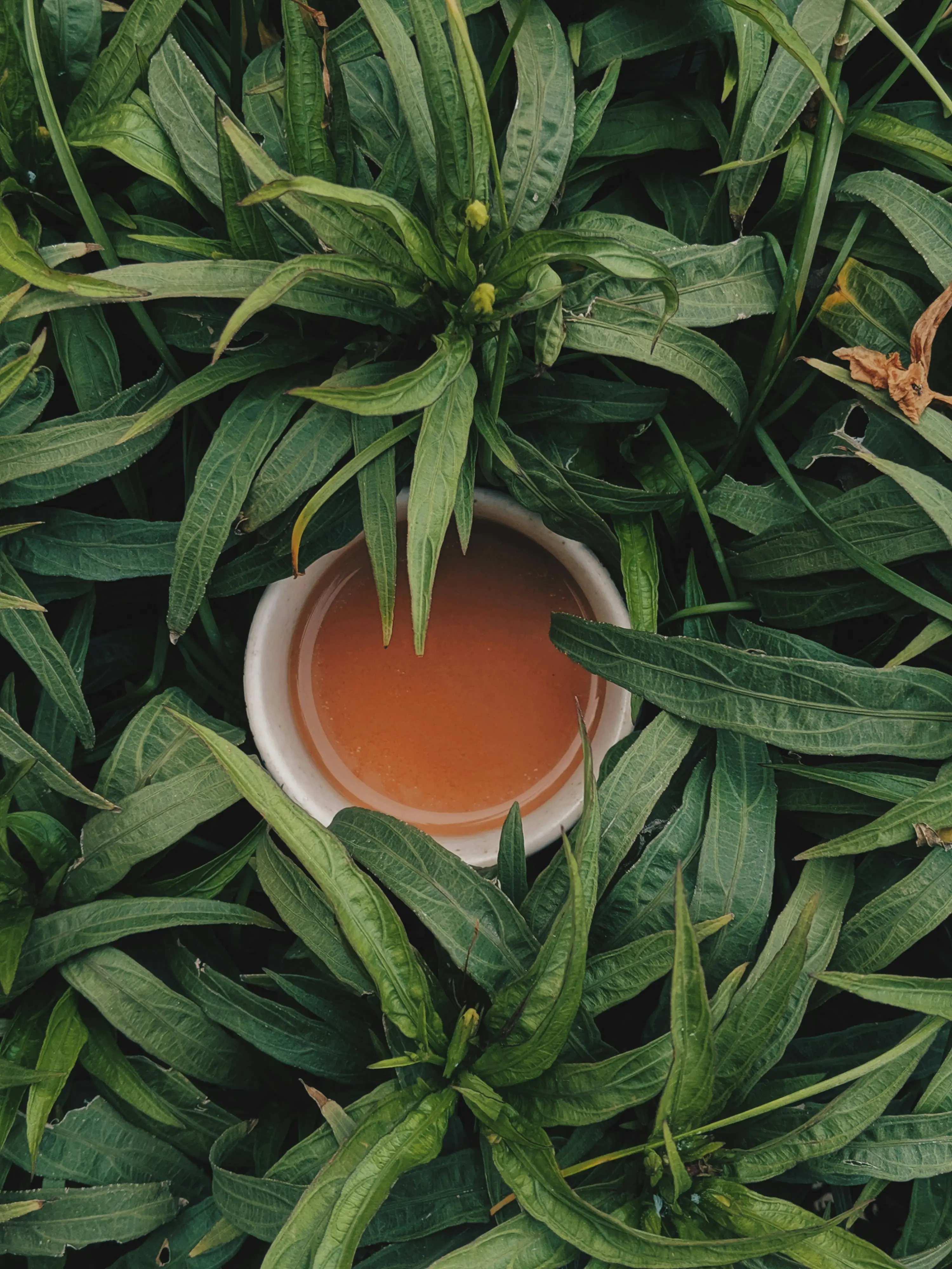 Tea cup