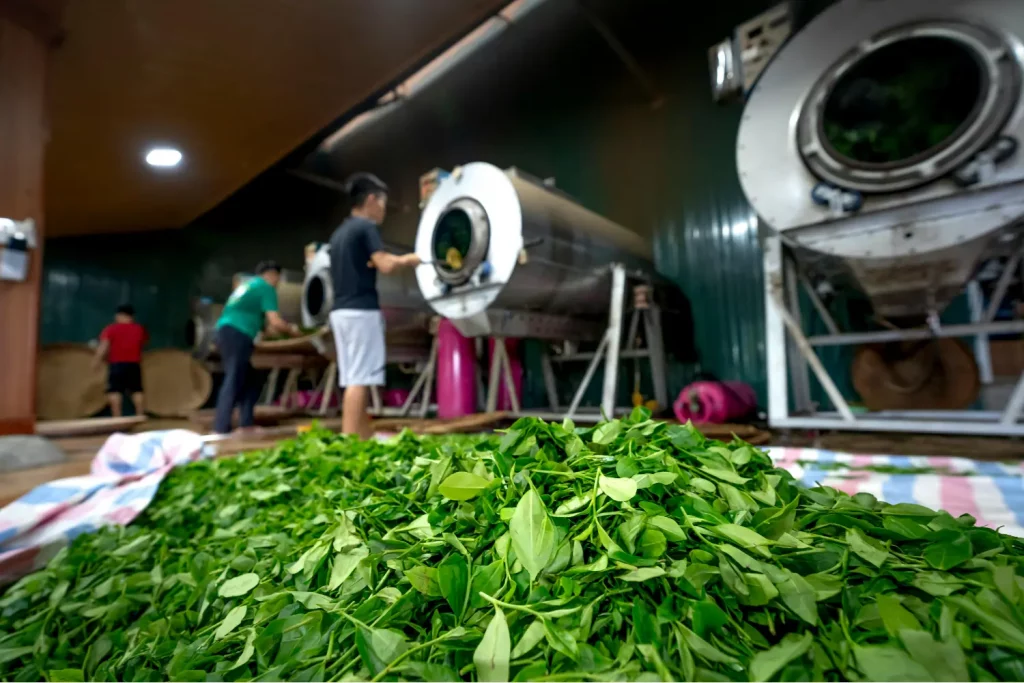 Fresh tea leaves during drying process
