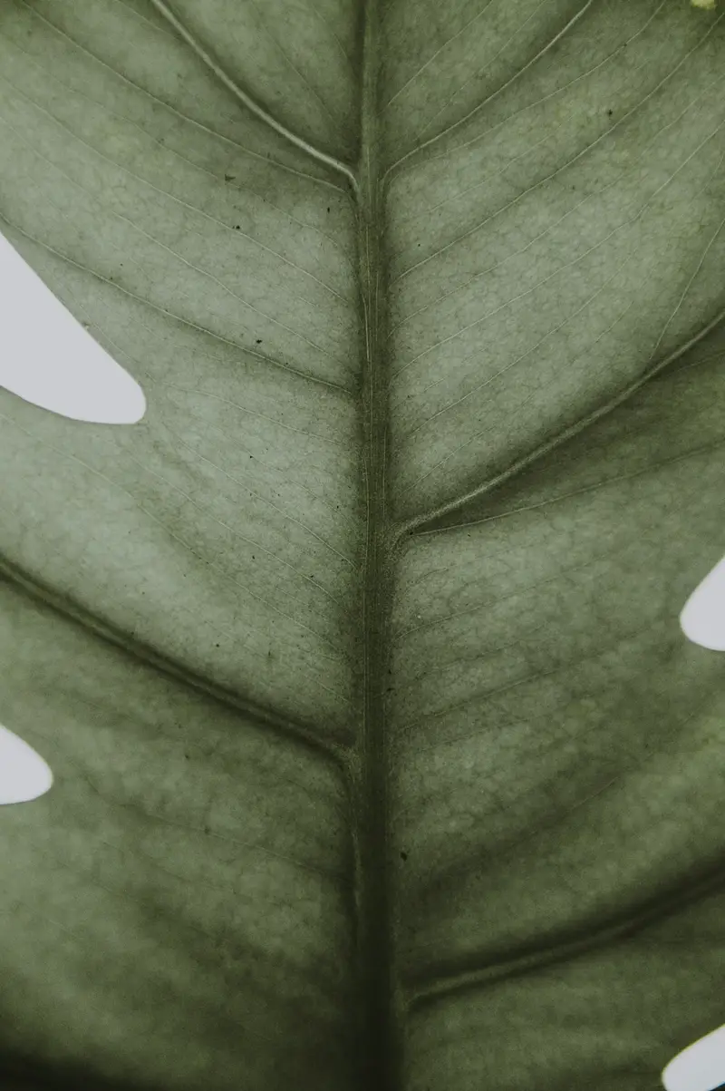 Close-up detail of a green leaf for Erinora's pure organic loose-leaf tea collection